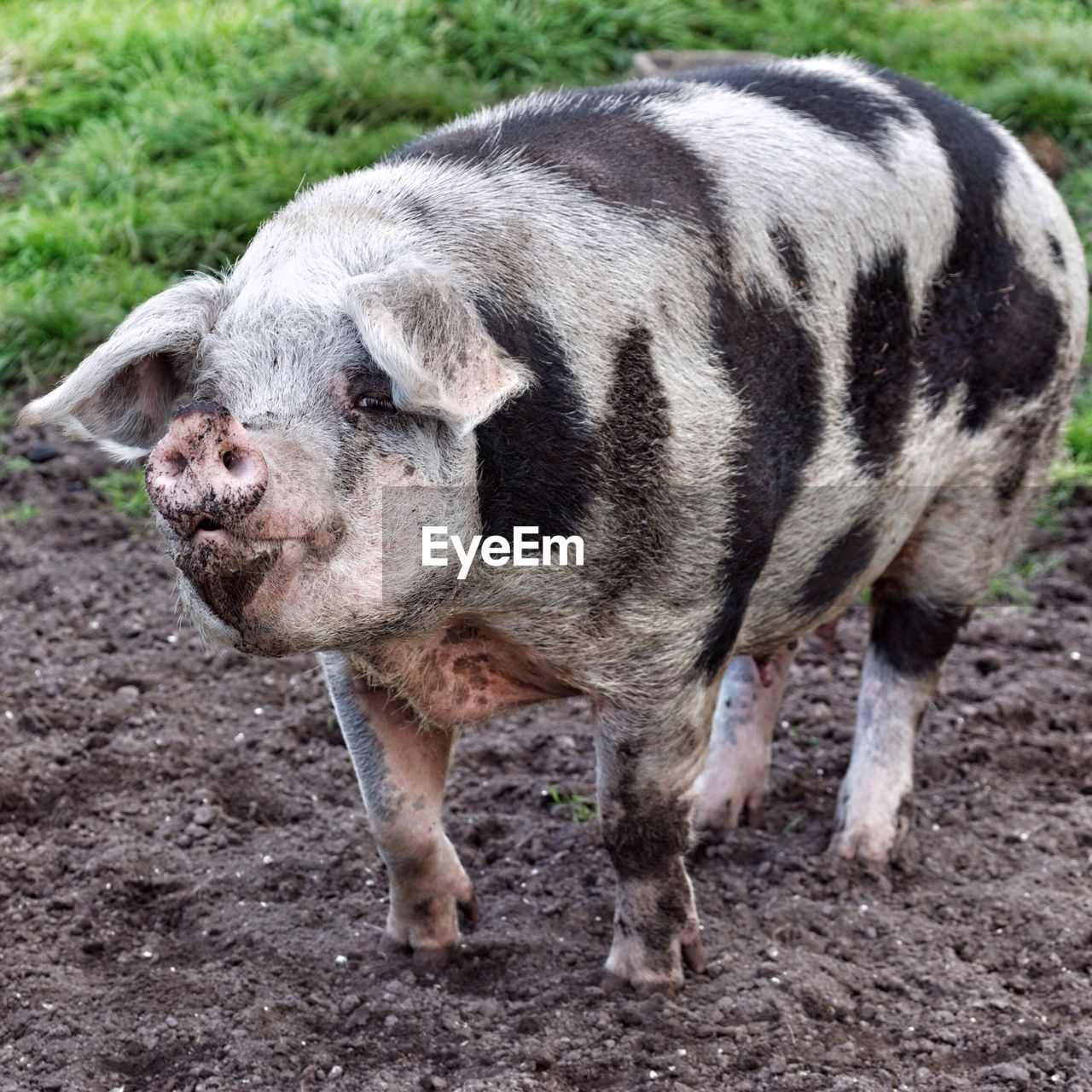 Pig standing in yard