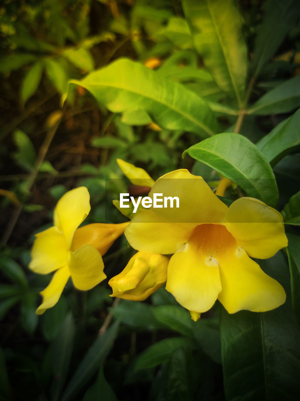 plant, yellow, flower, flowering plant, freshness, beauty in nature, close-up, growth, nature, petal, leaf, plant part, flower head, fragility, inflorescence, green, no people, macro photography, outdoors, focus on foreground, blossom, springtime, vibrant color, botany