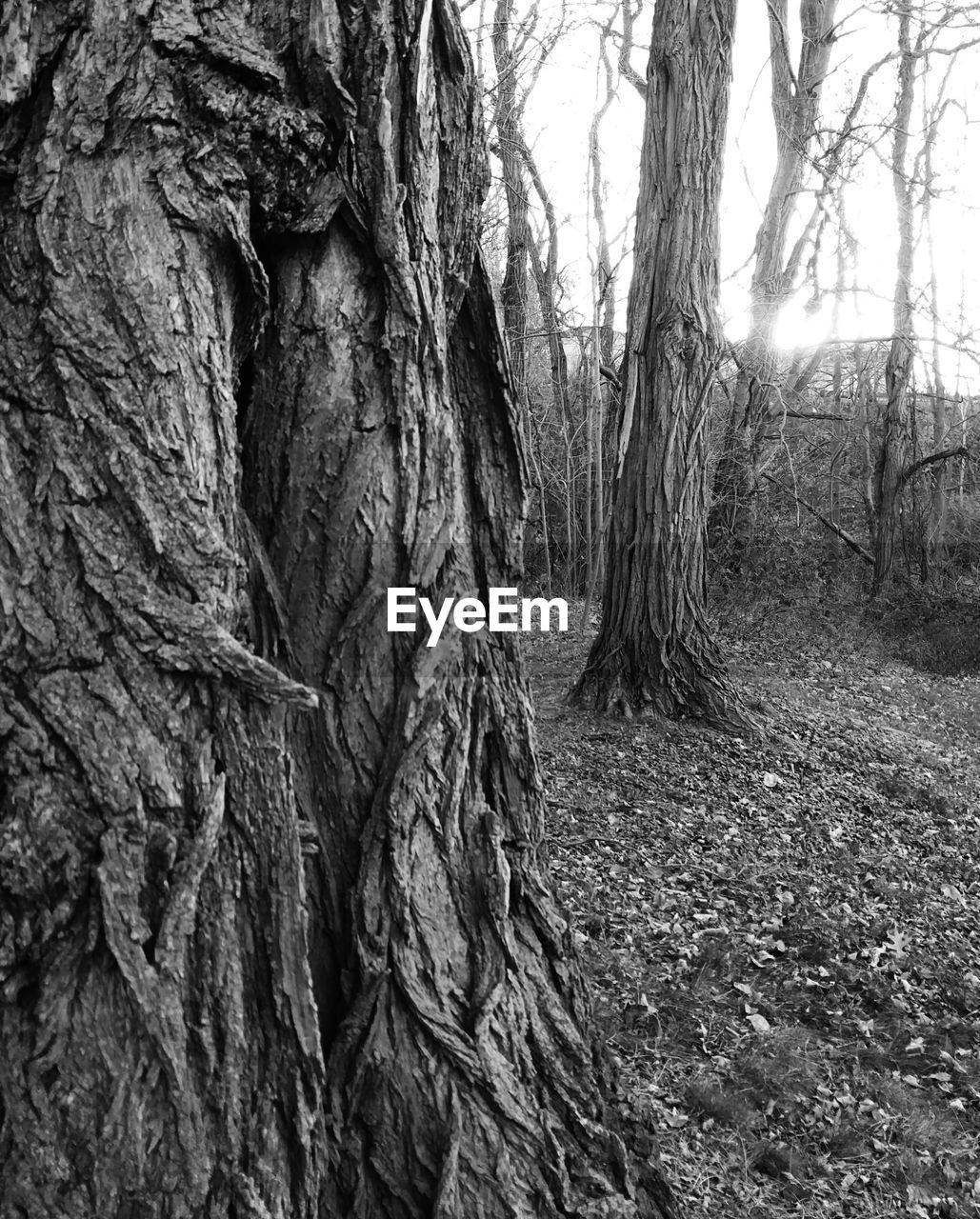 VIEW OF TREES IN FOREST