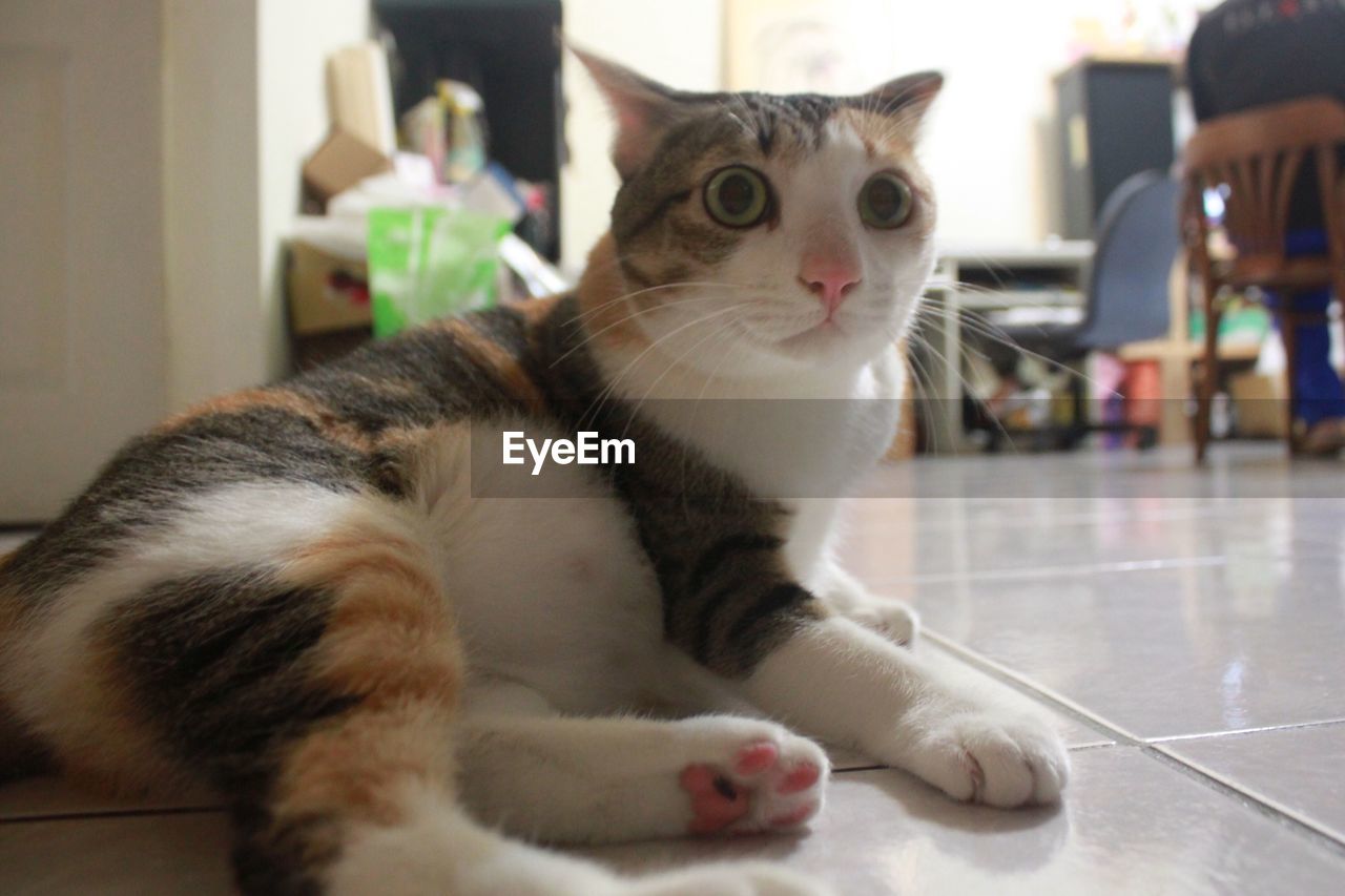 CLOSE-UP PORTRAIT OF CAT IN PEN