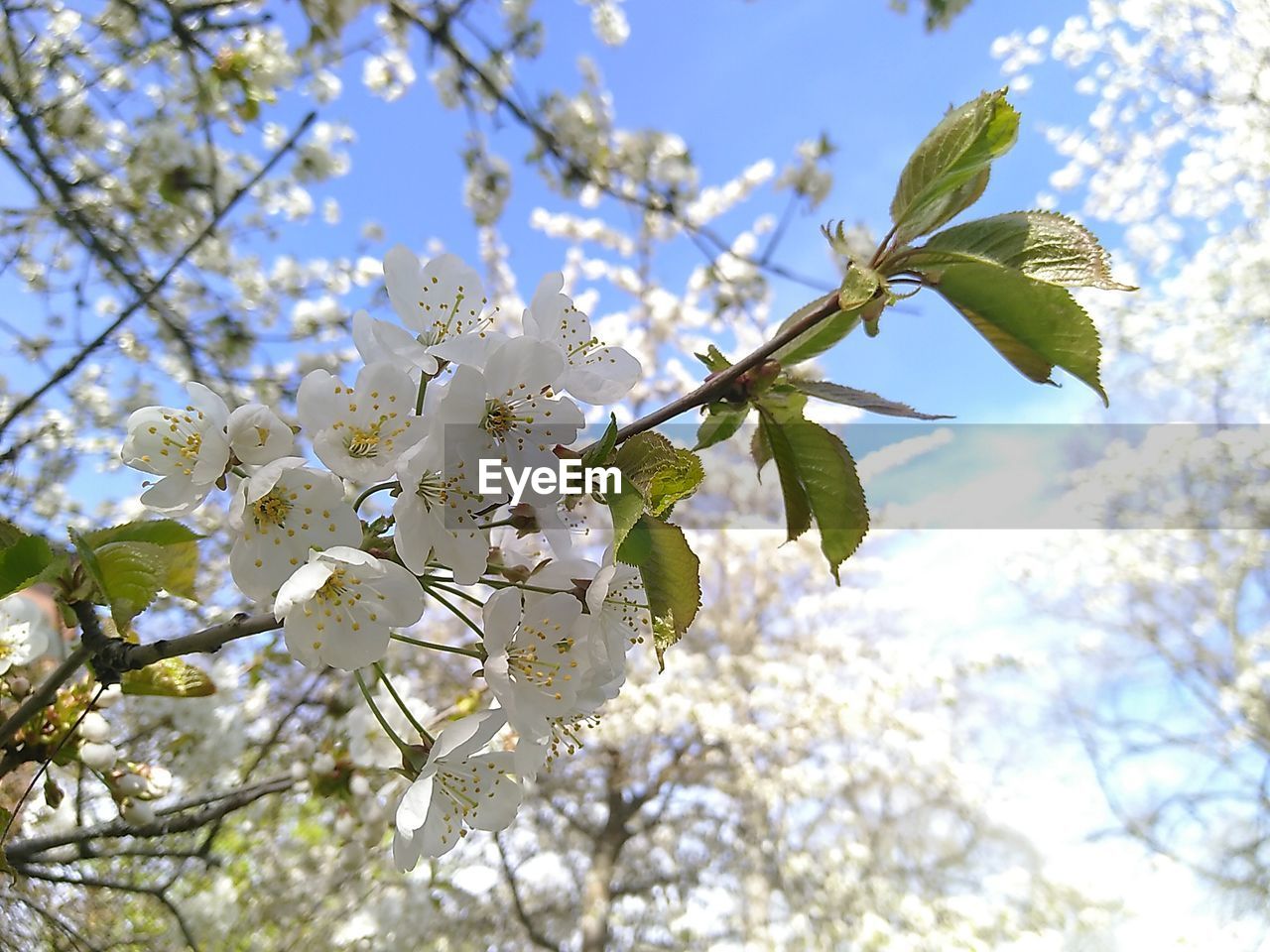 LOW ANGLE VIEW OF CHERRY BLOSSOM