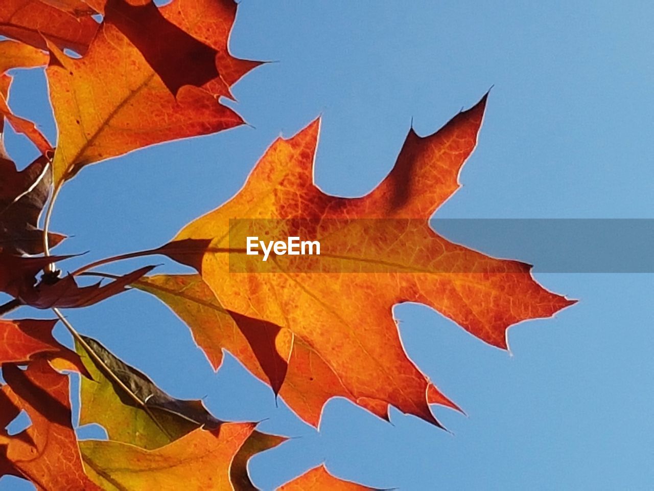 Low angle view of pin oak leaves against clear blue sky