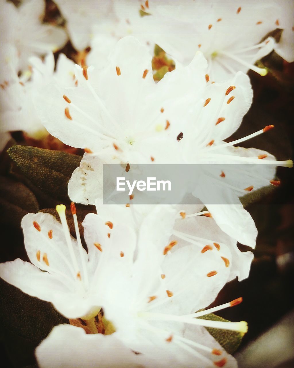 CLOSE-UP OF FRESH WHITE FLOWER IN SUNLIGHT