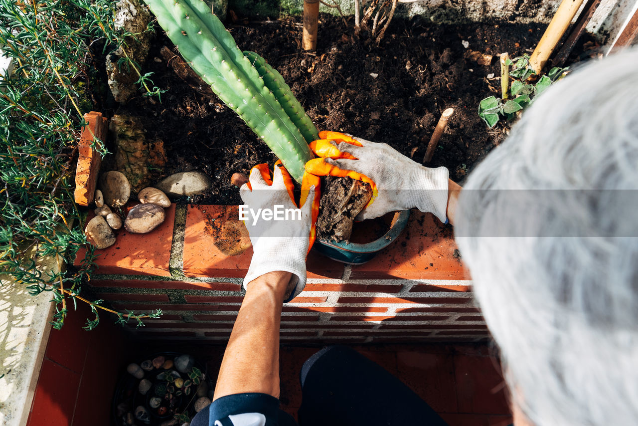 Faceless female gardener caring about plants in garden