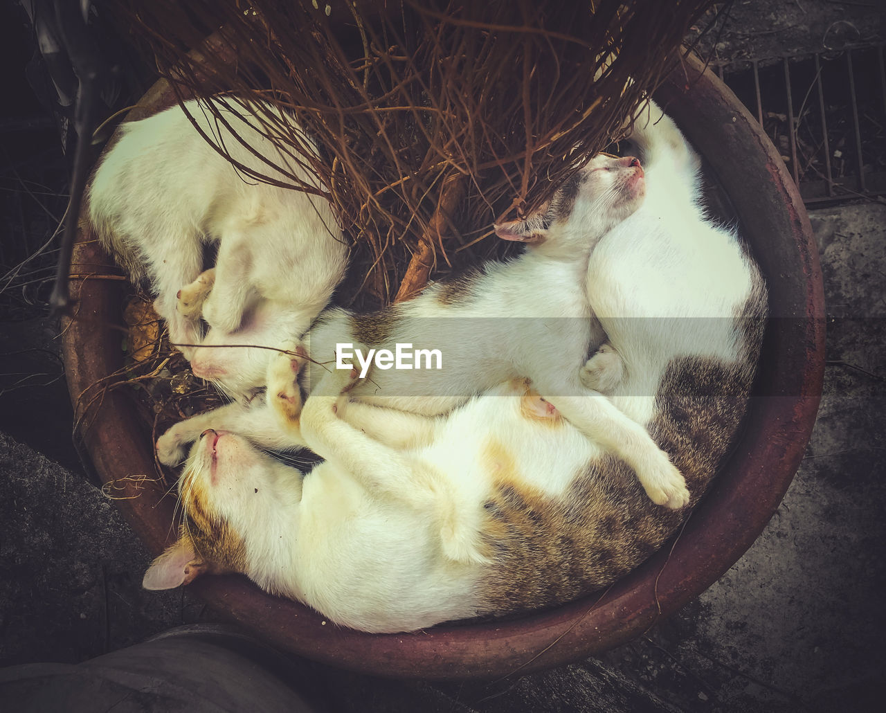 Directly above shot of cats sleeping in container