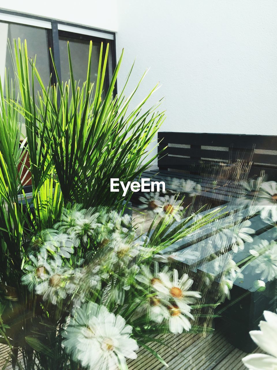 WHITE FLOWERS GROWING ON PLANT