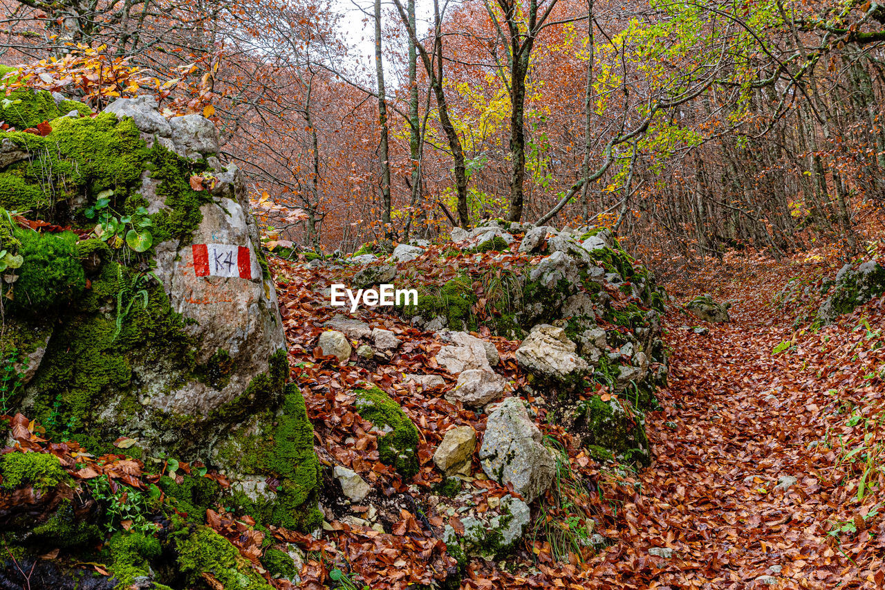 Trees growing in forest during autumn