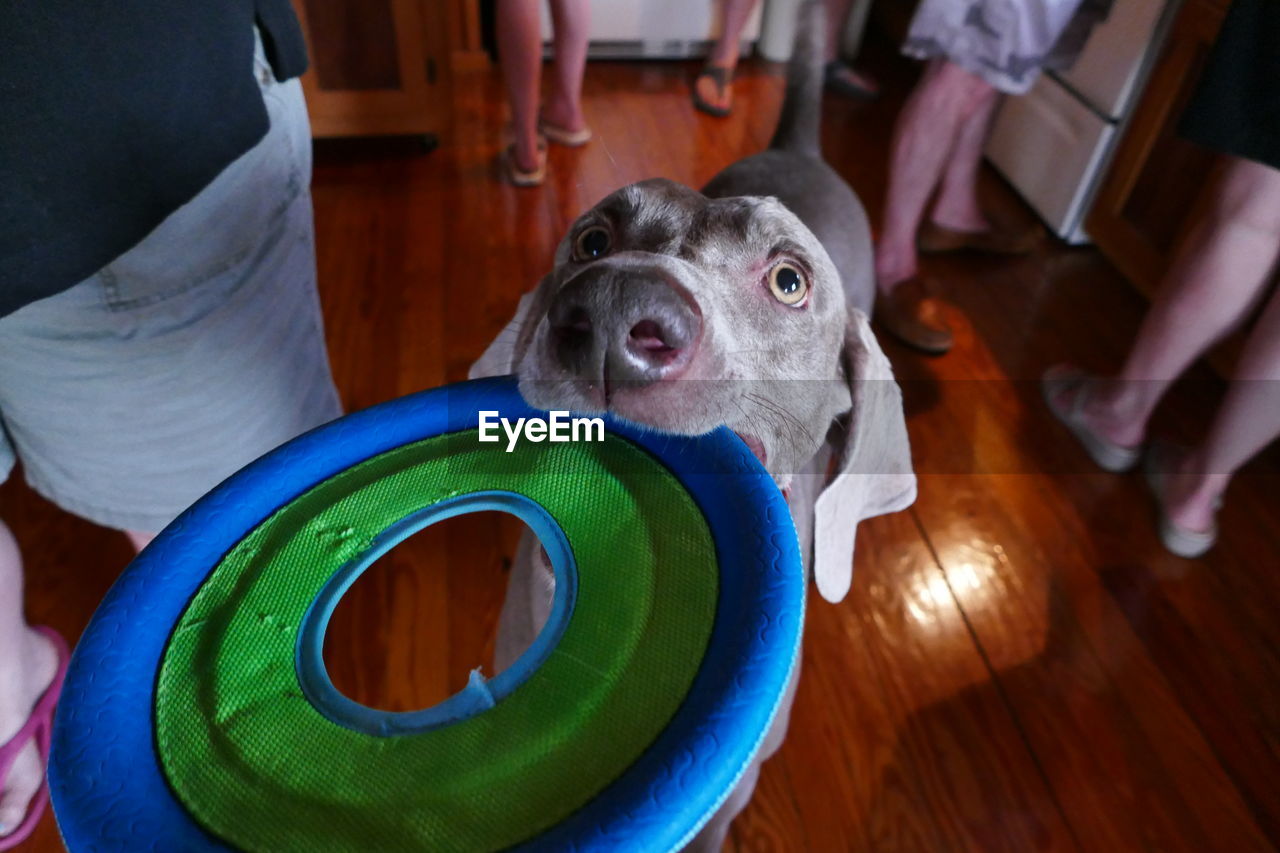 HIGH ANGLE VIEW OF DOG PLAYING IN TOY AT HOME