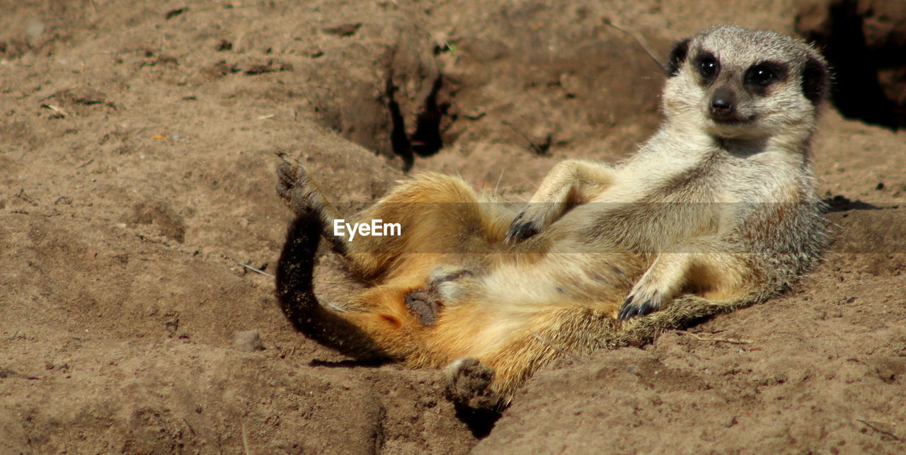 View of meerkat resting in dirt