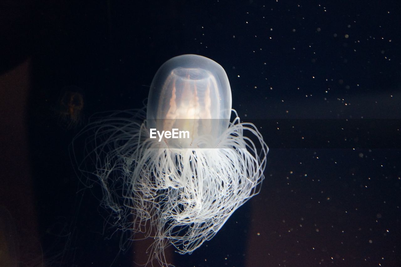 CLOSE-UP OF JELLYFISH AGAINST BLACK BACKGROUND