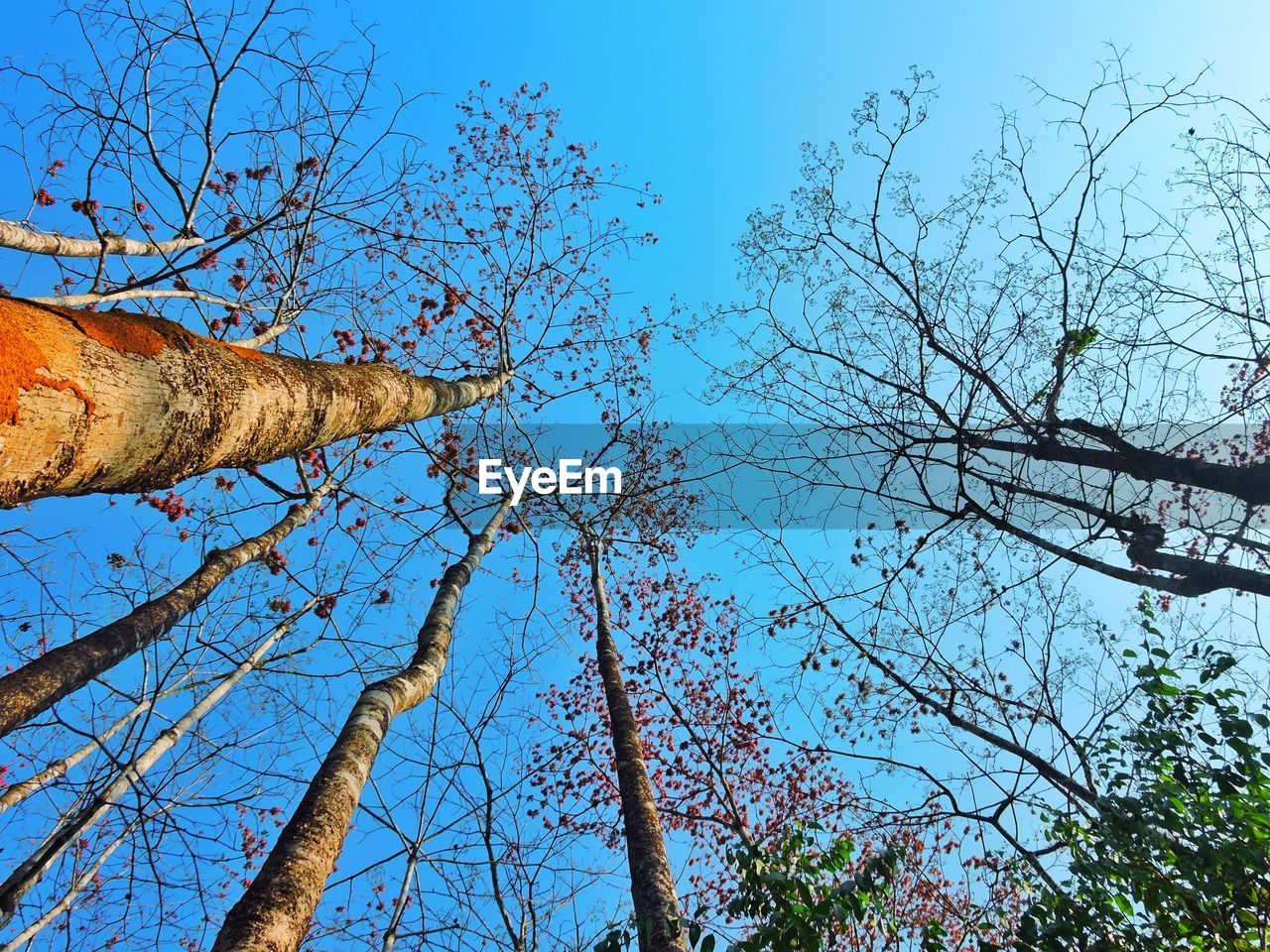 LOW ANGLE VIEW OF TREES AGAINST BLUE SKY