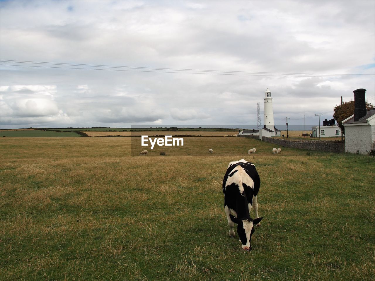 Cow grazing on field against cloudy sky