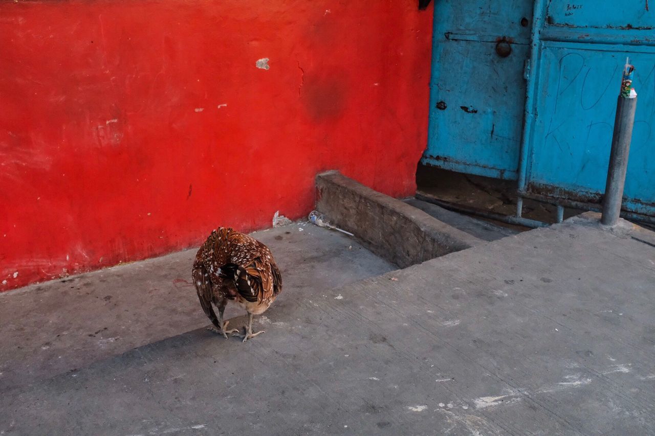 BIRD ON RED ROAD