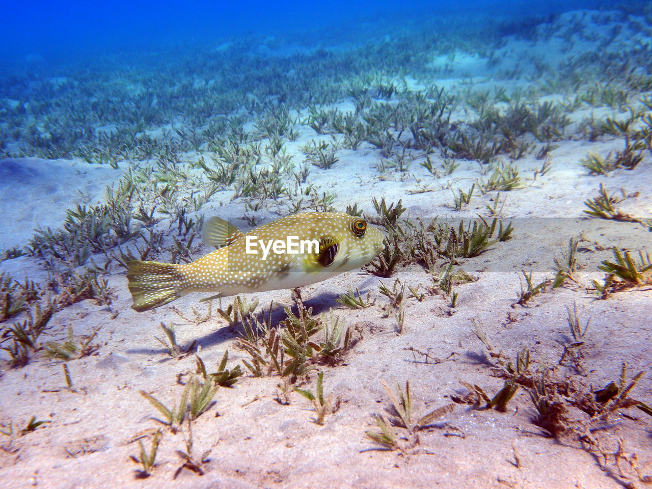 Fish swimming in sea