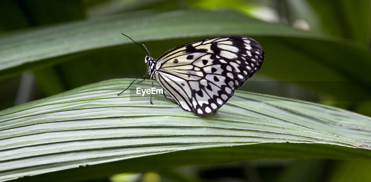 CLOSE-UP OF BUTTERFLY ON LEAF OUTDOORS