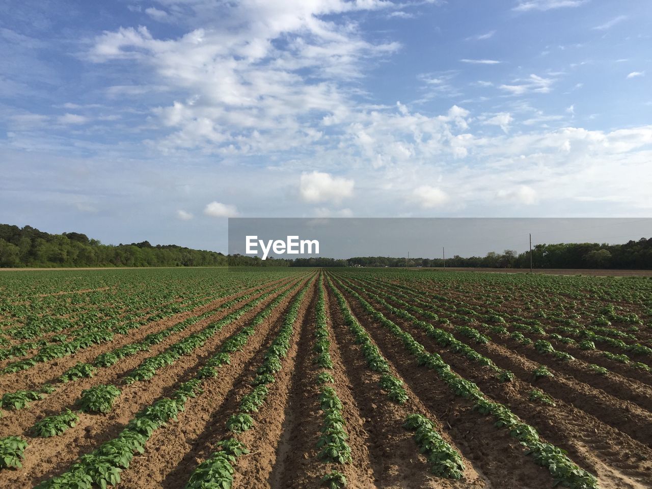 View of fields against the sky