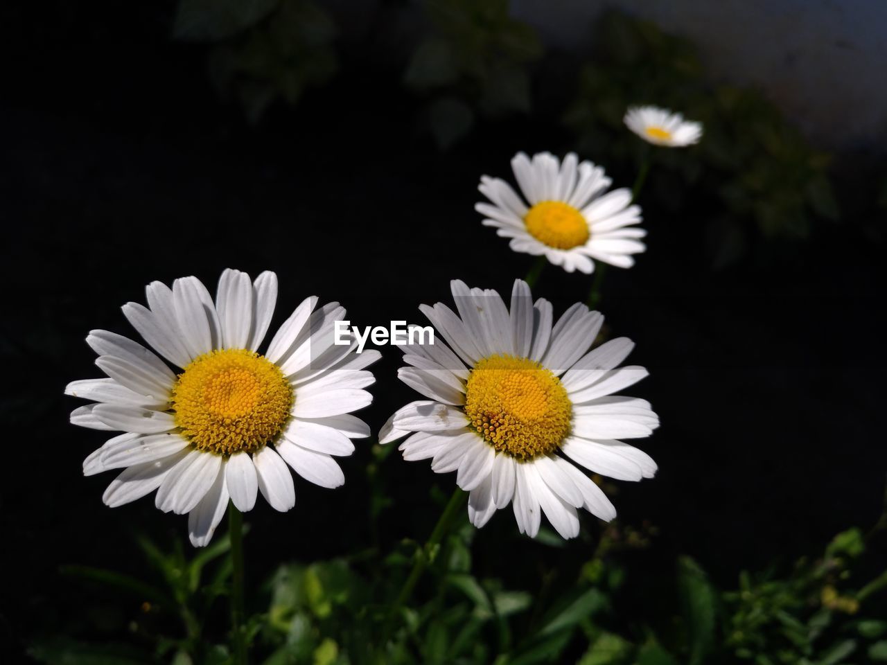 CLOSE-UP OF WHITE DAISY AND YELLOW FLOWERS