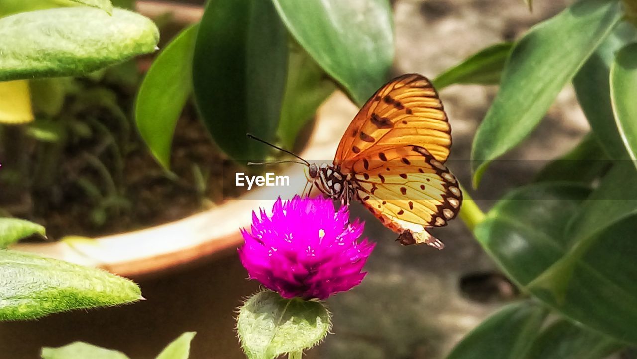 Close-up of butterfly pollinating on flower
