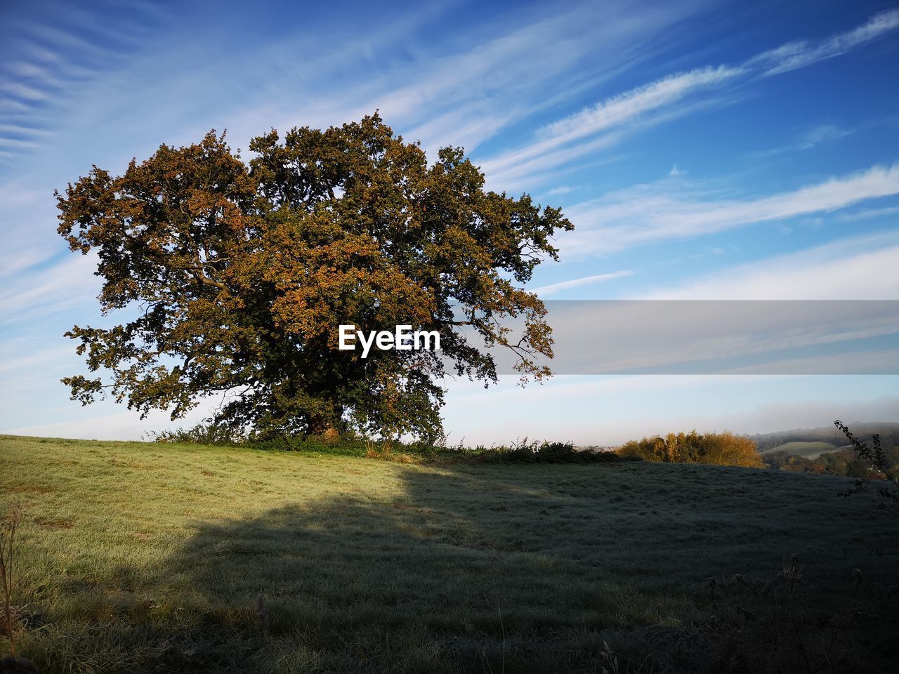 Tree on field against sky