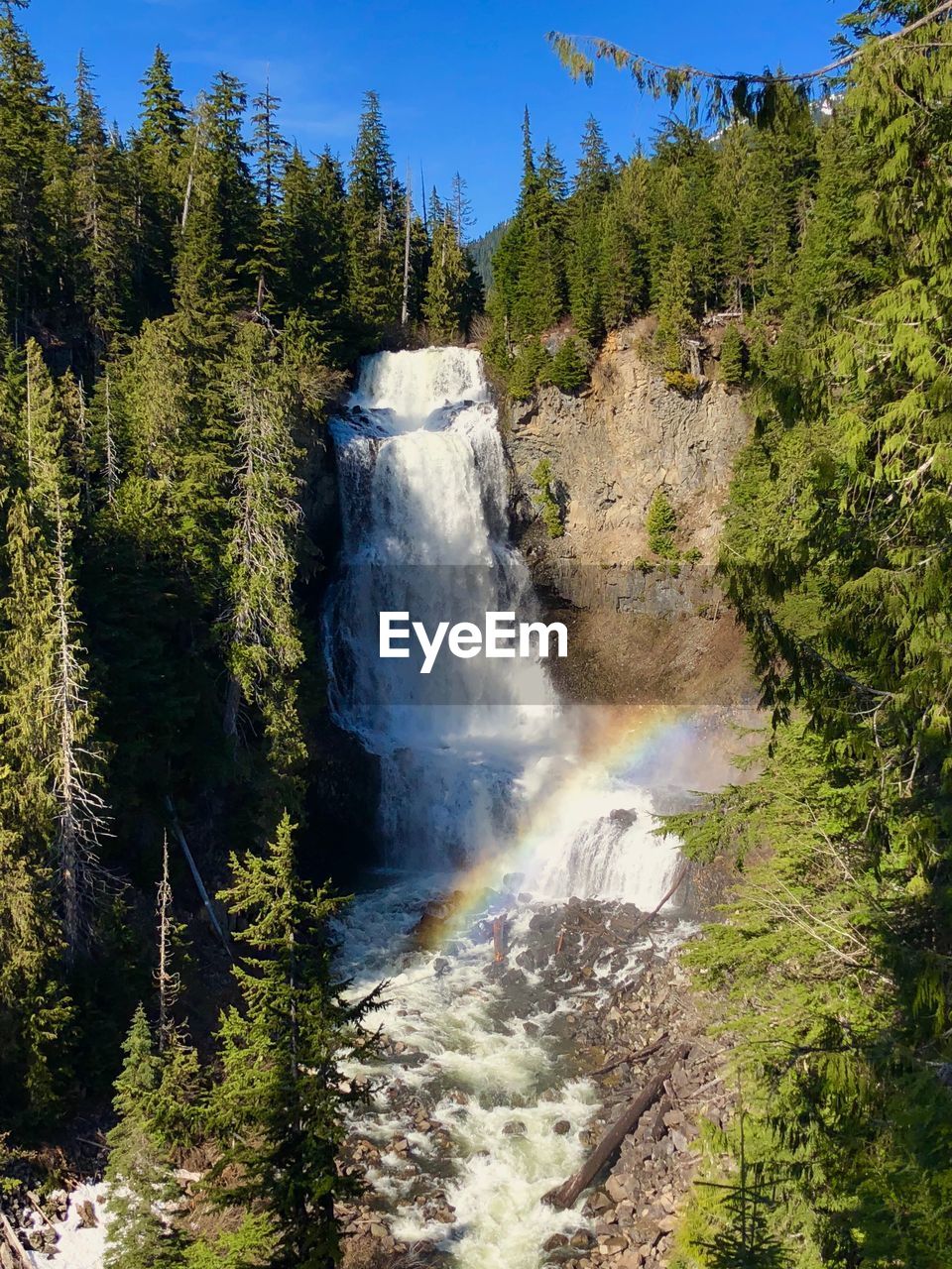 Scenic view of waterfall in forest