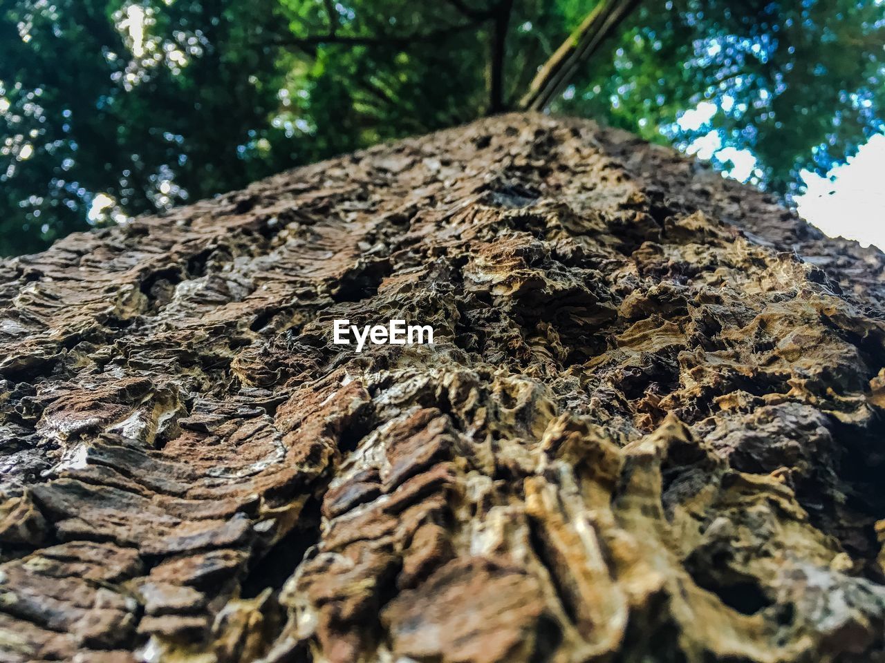 CLOSE-UP OF TREE TRUNK IN FOREST
