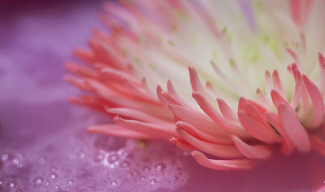 Close-up of pink flower