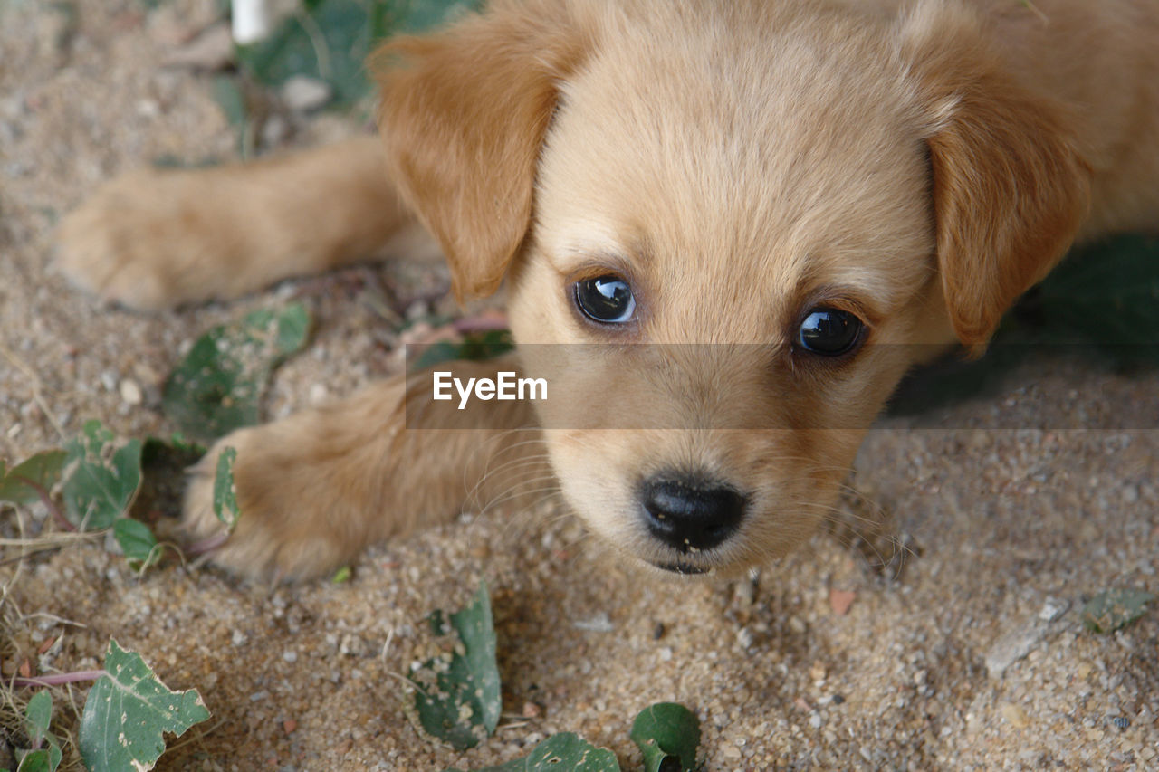 High angle portrait of puppy lying on field