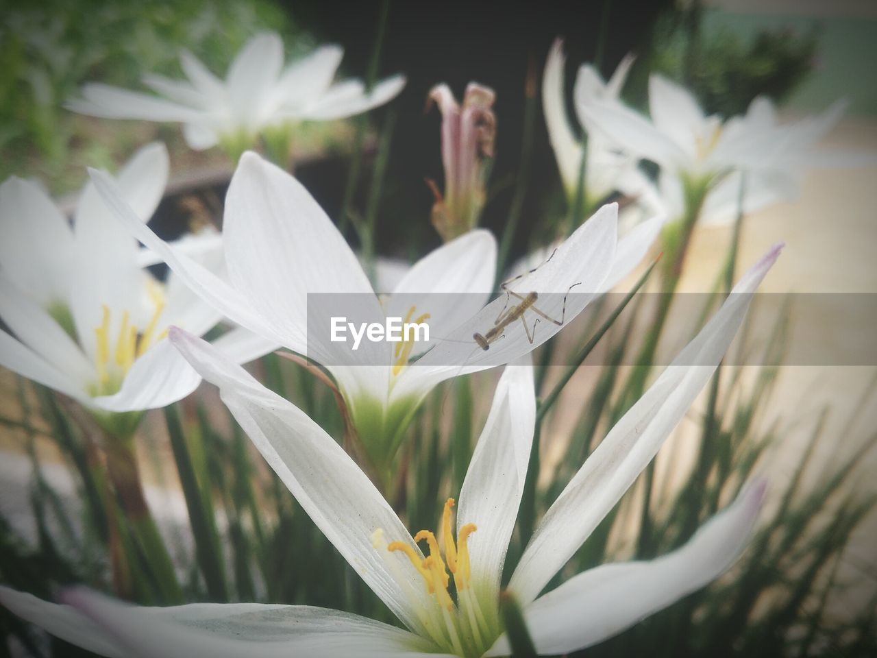 CLOSE-UP OF WHITE FLOWER BLOOMING OUTDOORS