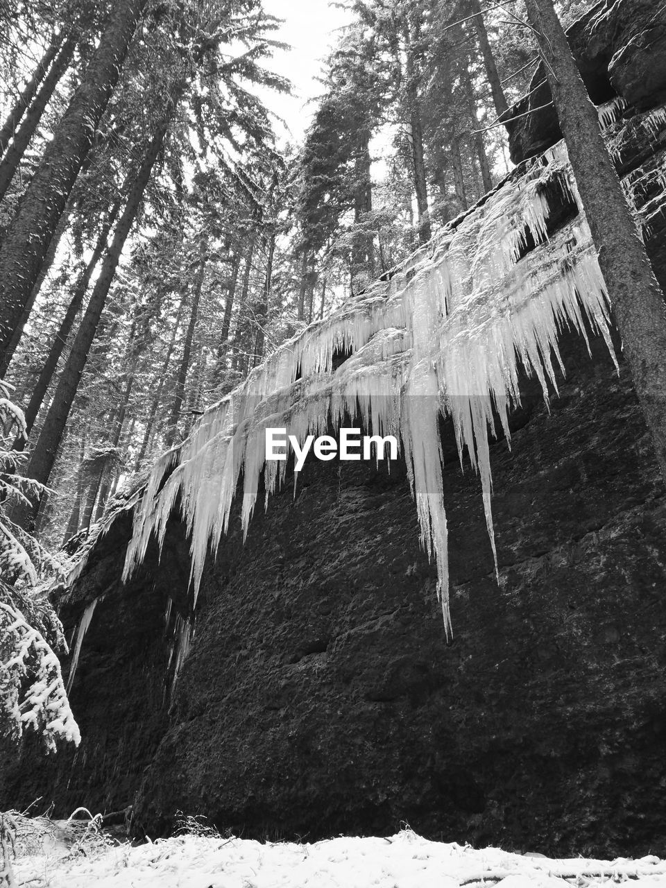LOW ANGLE VIEW OF ICICLES ON TREE IN FOREST