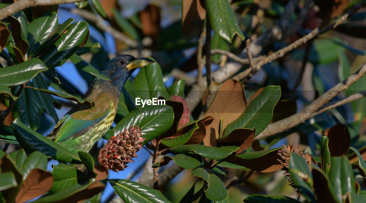bird, green, animal wildlife, plant, animal themes, animal, leaf, plant part, nature, jungle, branch, tree, wildlife, tropics, flower, beauty in nature, food, no people, environment, food and drink, outdoors, one animal, land, rainforest, growth, forest, fruit, tourism, tropical climate