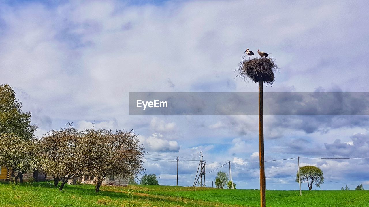 LOW ANGLE VIEW OF DEAD PLANT ON FIELD AGAINST SKY