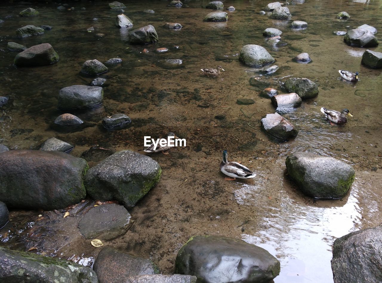 HIGH ANGLE VIEW OF DUCKS ON SHORE AT LAKE