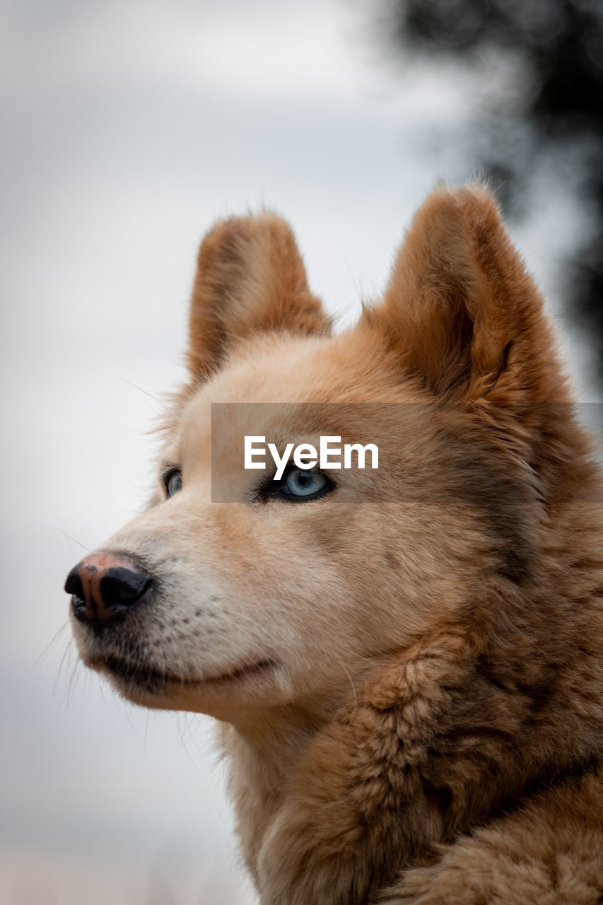 Close-up of a dog looking away