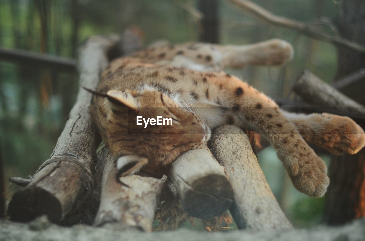 Lynx sleeping on logs