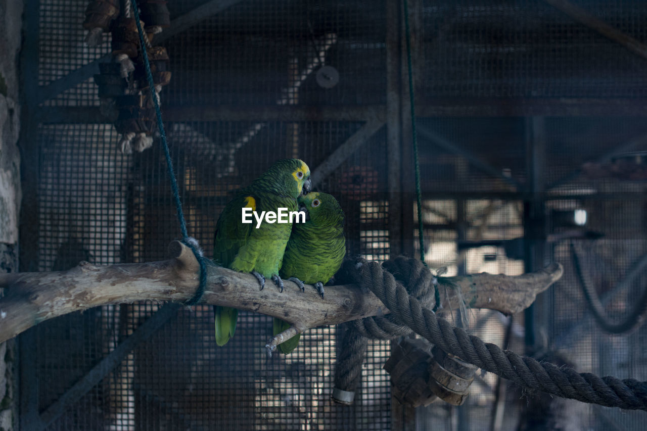 Green parrots in love perching in cage at zoo