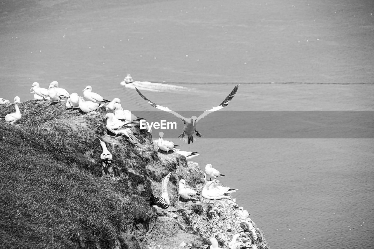 Close up of gliding flying gliding large white sea-bird gannet monochrome over rocks sky and ocean