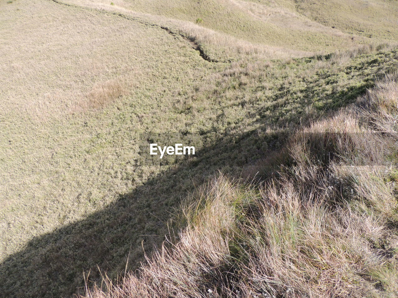 SCENIC VIEW OF GRASS
