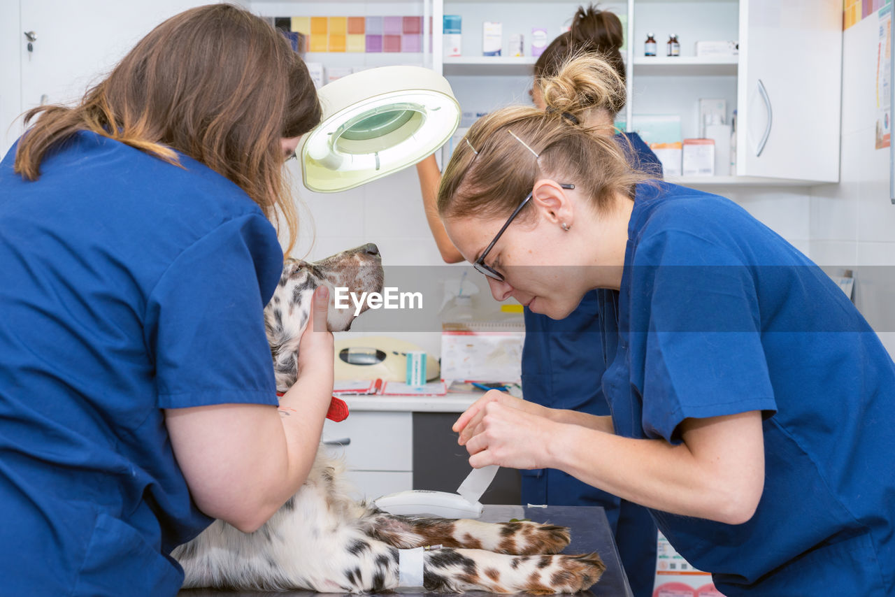 Vets examining dog in operating room