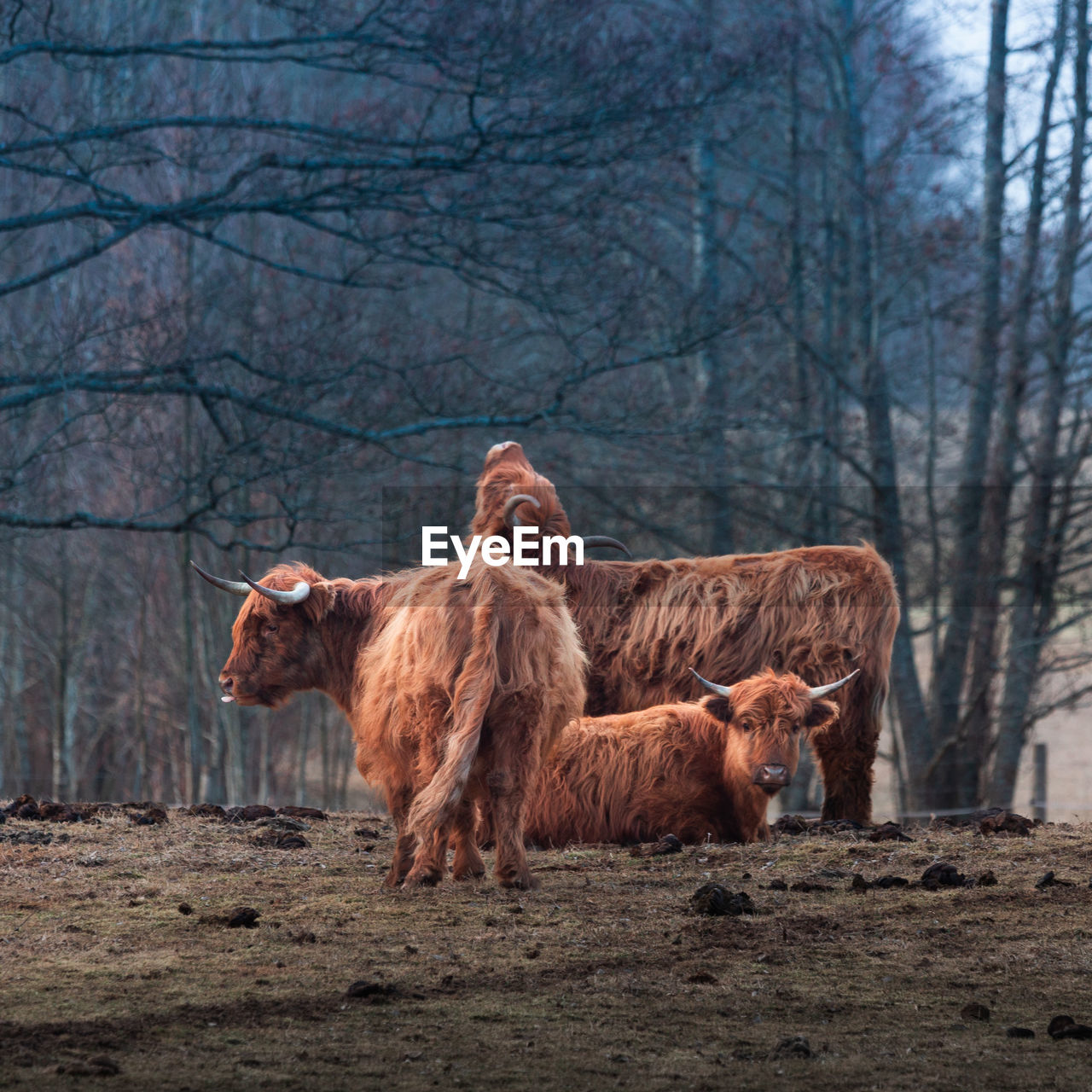 Gentle giants of spring. furry brown wild cow flock grazing in the field in northern europe