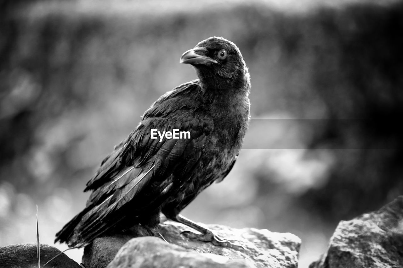 Close-up of bird perching on rock