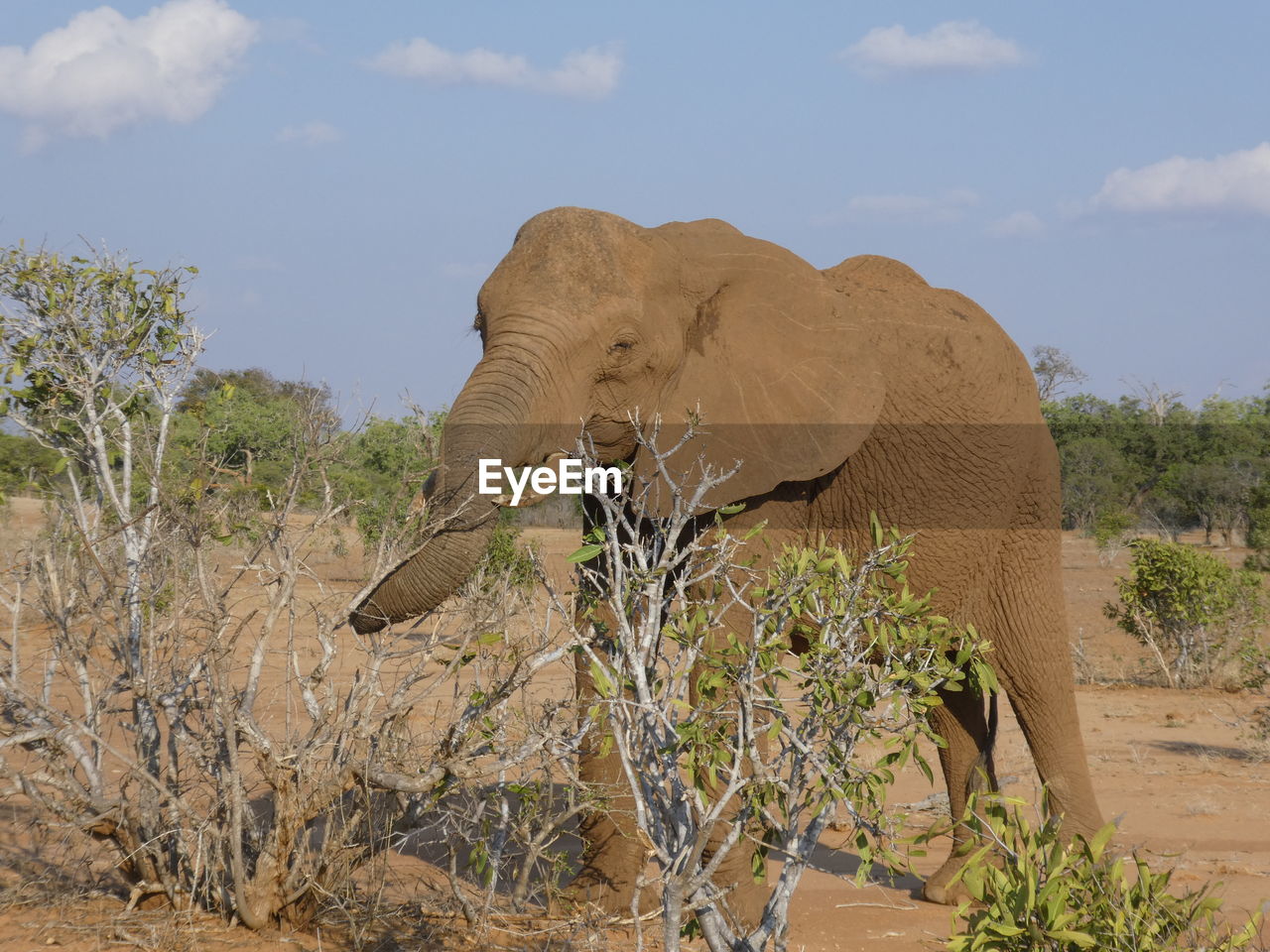 Elephant standing on field against sky