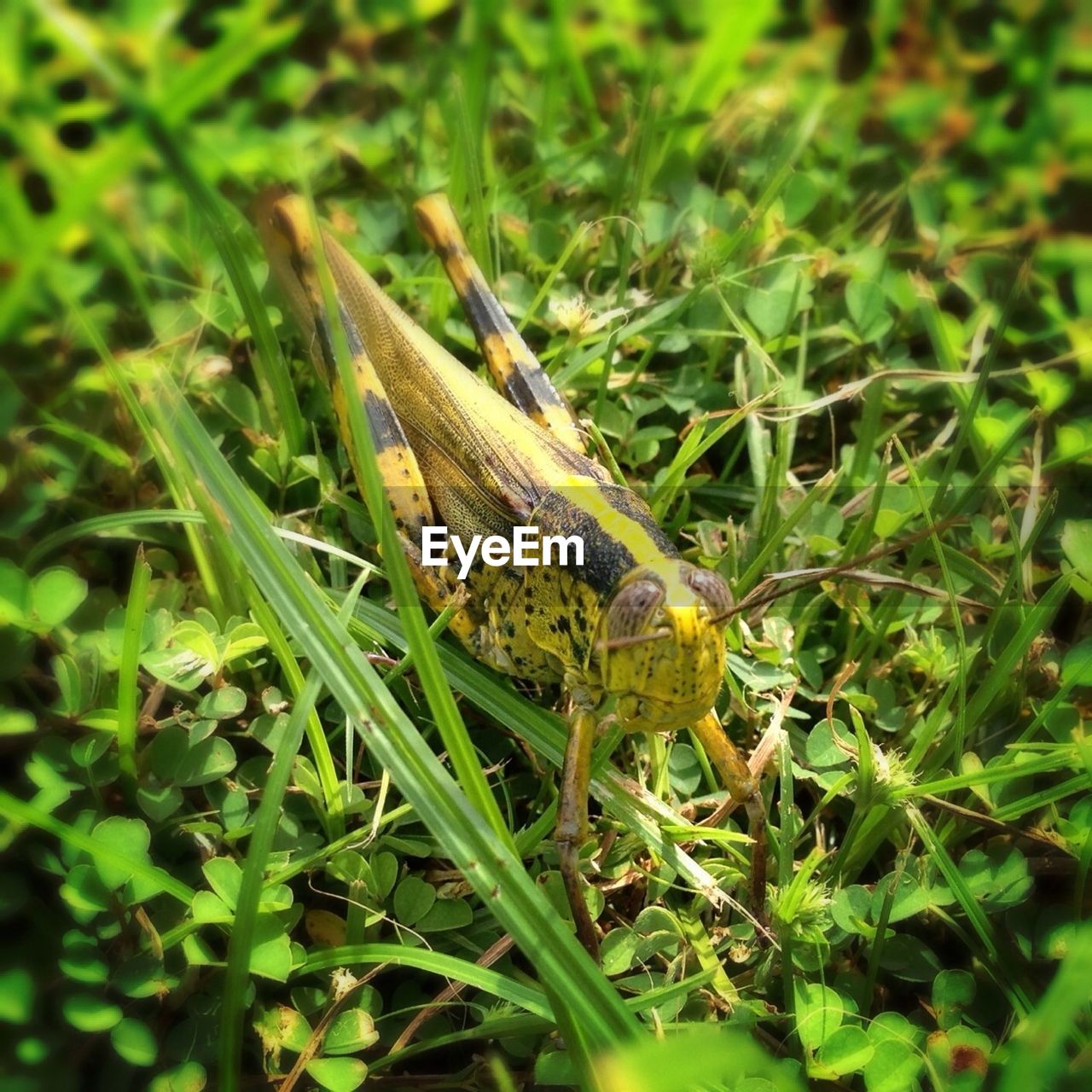 CLOSE-UP OF PLANTS ON FIELD