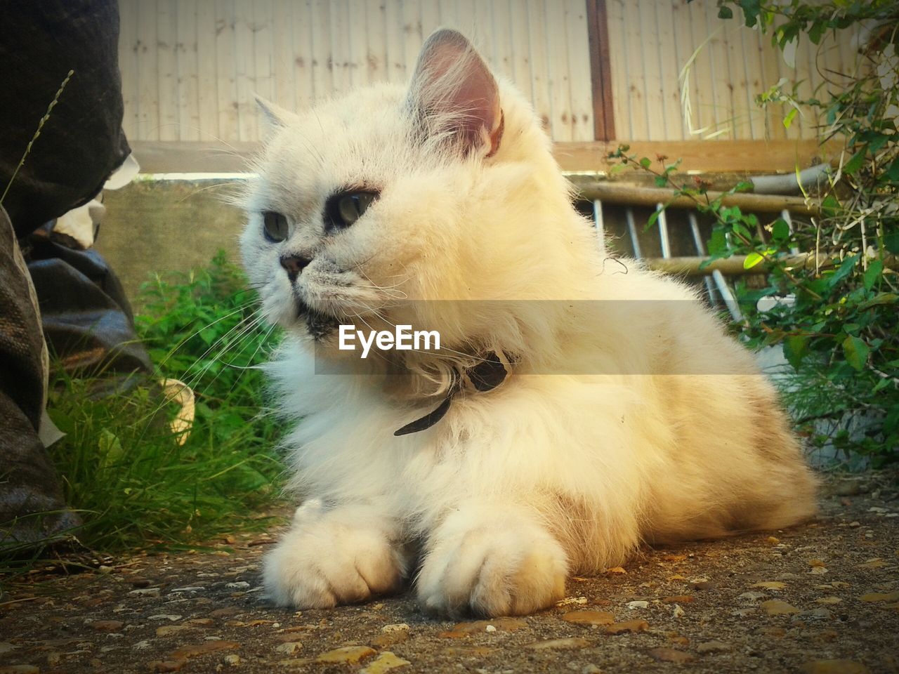 CLOSE-UP OF CAT SITTING ON FLOOR