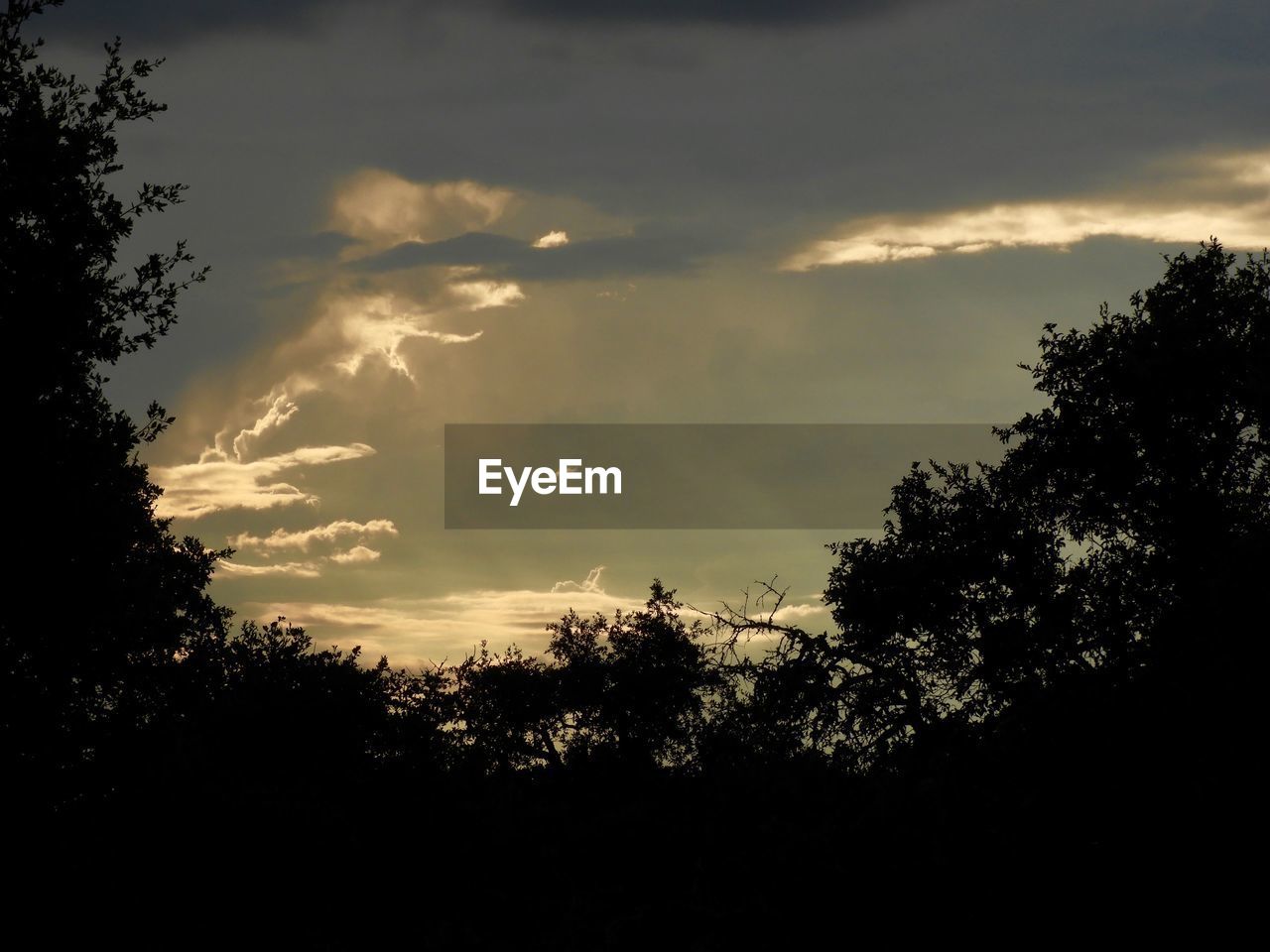 SILHOUETTE TREES AGAINST SKY AT SUNSET