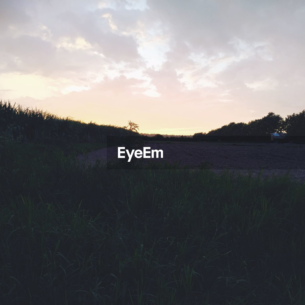 SCENIC VIEW OF FIELD DURING SUNSET