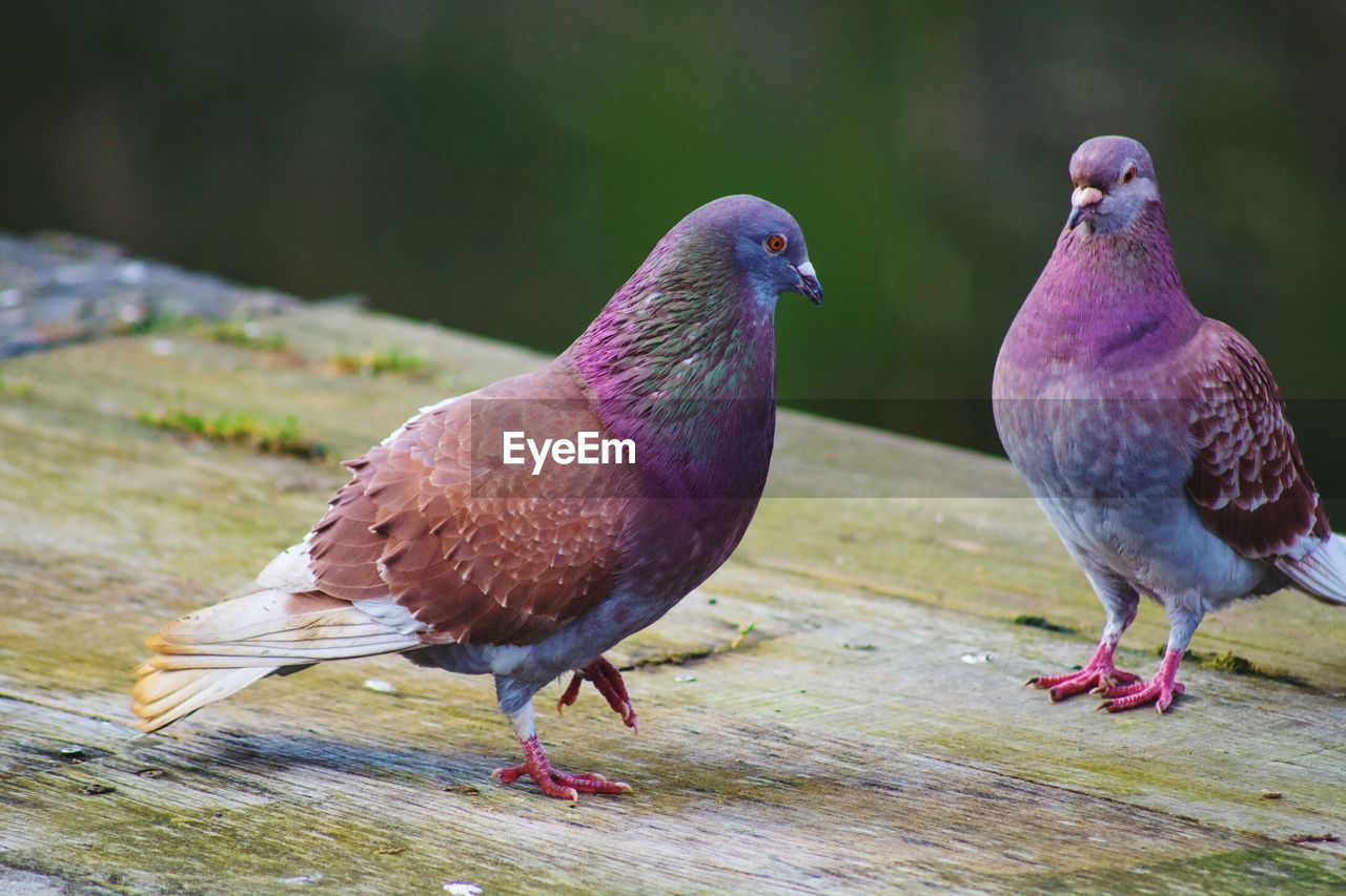 Birds perching on ground