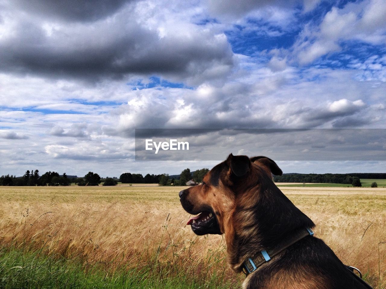 Dog on grassy field against cloudy sky