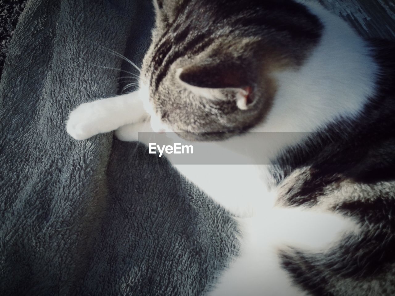 CLOSE-UP OF CAT SLEEPING ON CARPET