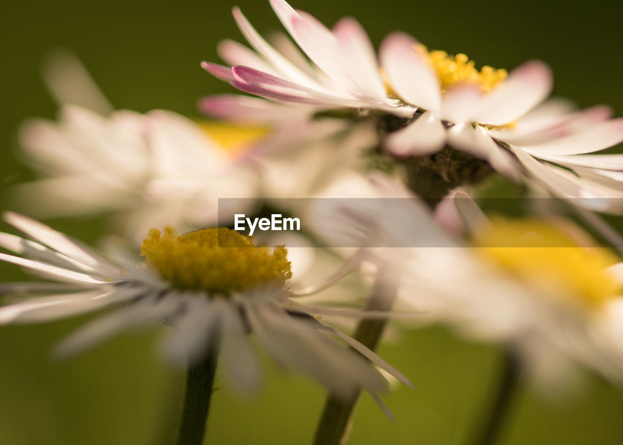 CLOSE-UP OF YELLOW FLOWER