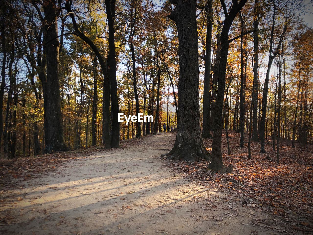 Trees growing in forest during autumn
